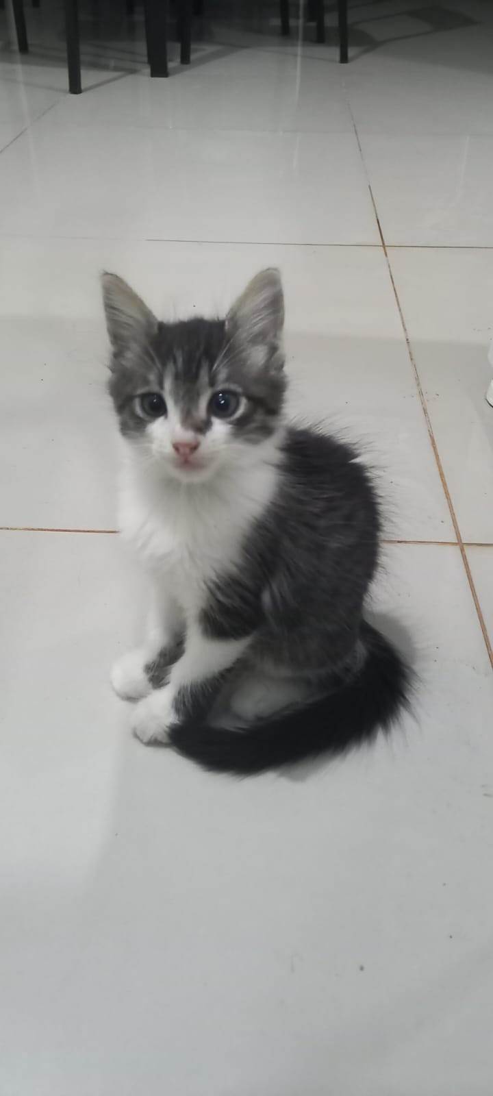 Gatinho lindo   para adoção | foto 6