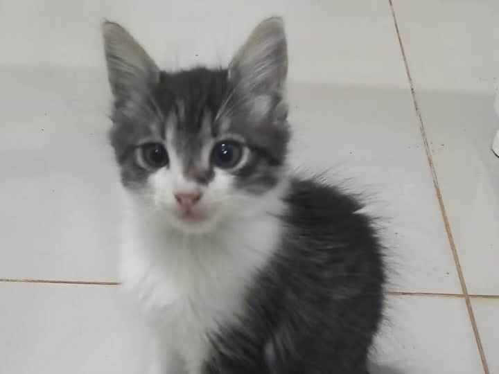 Gatinho lindo   para adoção | foto 1