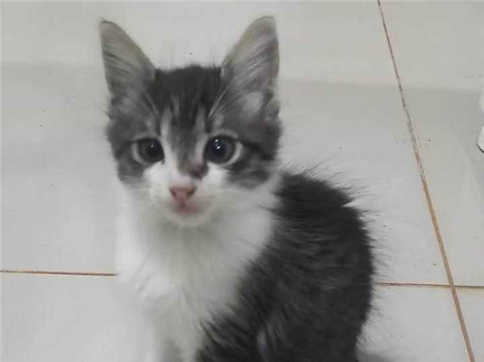 Gato SRD-ViraLata Medio Abaixo-de-2-meses