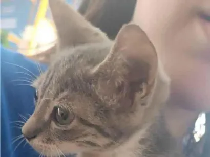 Gato SRD-ViraLata Medio Abaixo-de-2-meses