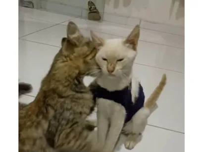 Gato SRD-ViraLata Medio 2-a-6-meses