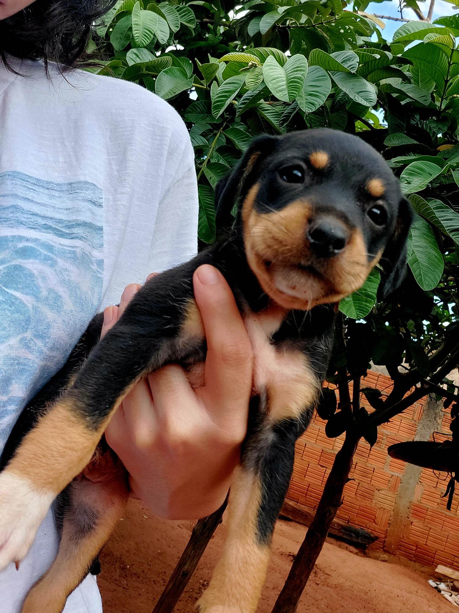 (CASO RESOLVIDO) Cachorrinhos filhotes  para adoção | foto 2