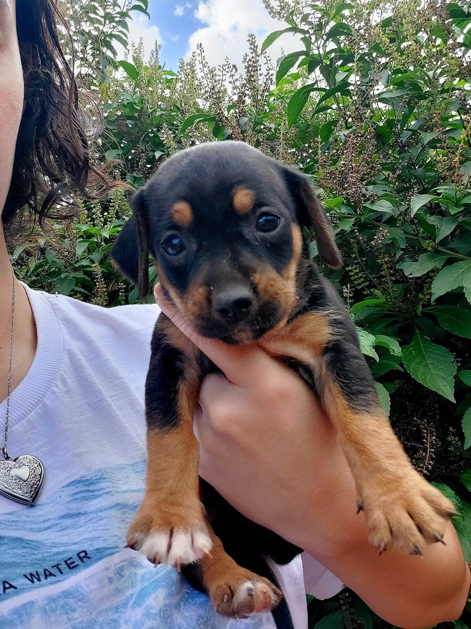 (CASO RESOLVIDO) Cachorrinhos filhotes  para adoção | foto 3