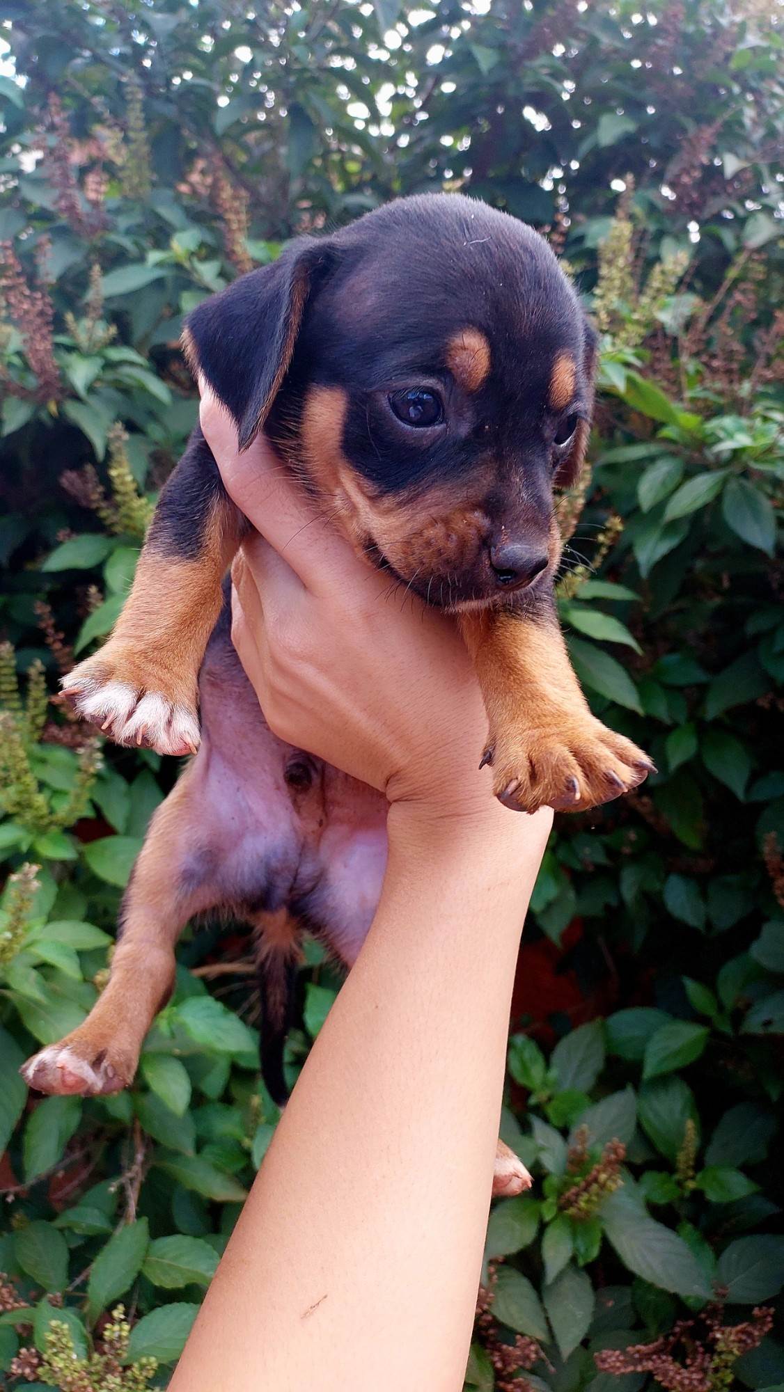 (CASO RESOLVIDO) Cachorrinhos filhotes  para adoção | foto 4