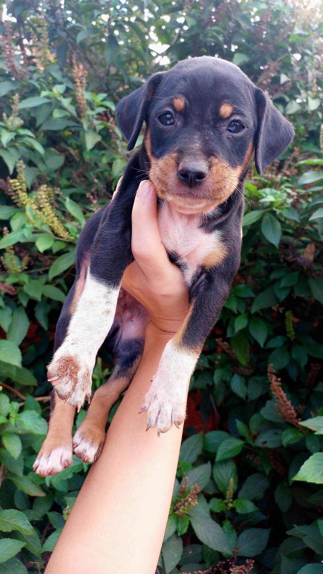 (CASO RESOLVIDO) Cachorrinhos filhotes  para adoção | foto 5