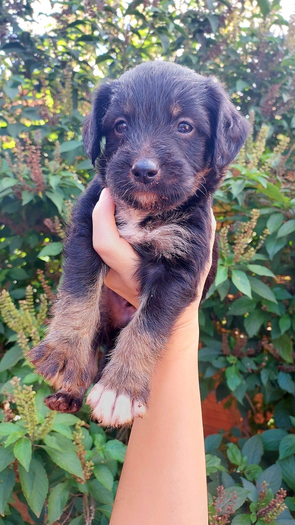 (CASO RESOLVIDO) Cachorrinhos filhotes  para adoção | foto 6