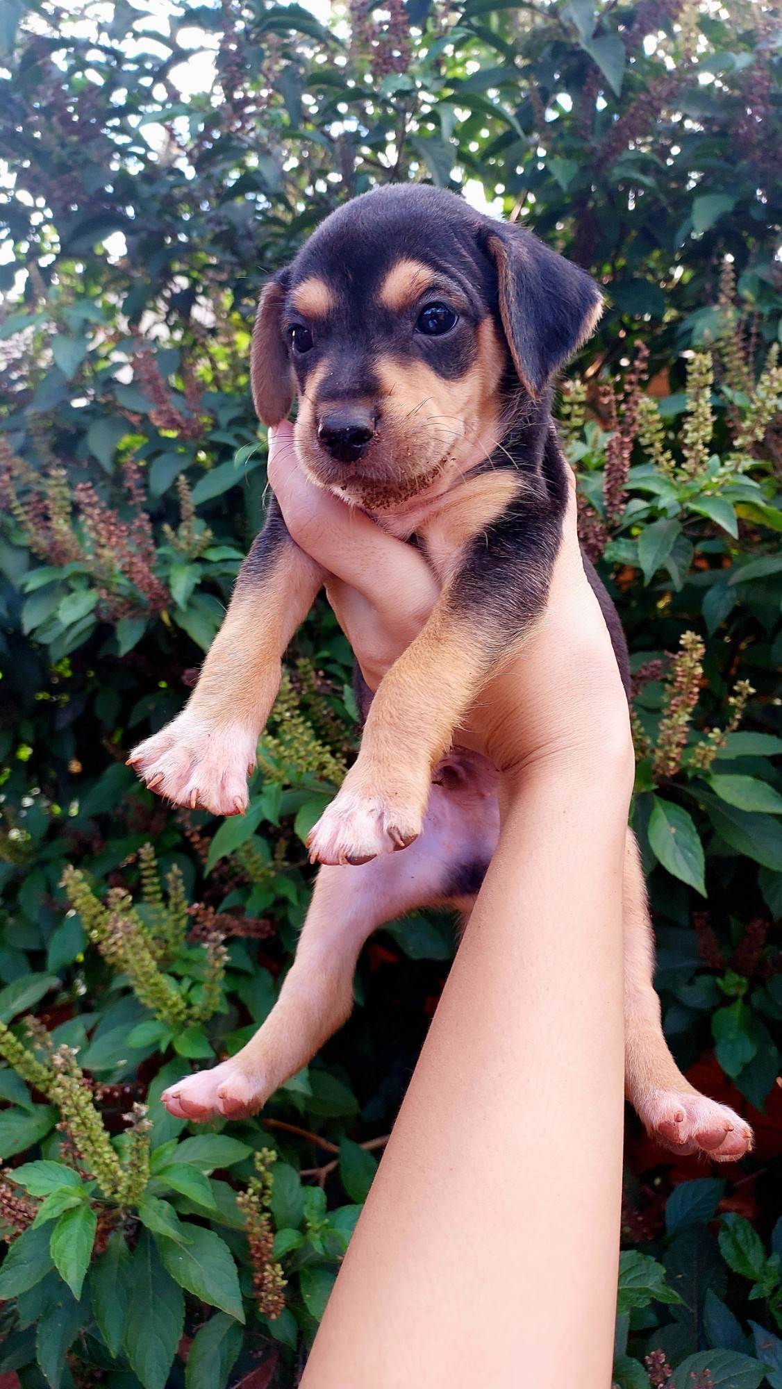 (CASO RESOLVIDO) Cachorrinhos filhotes  para adoção | foto 7