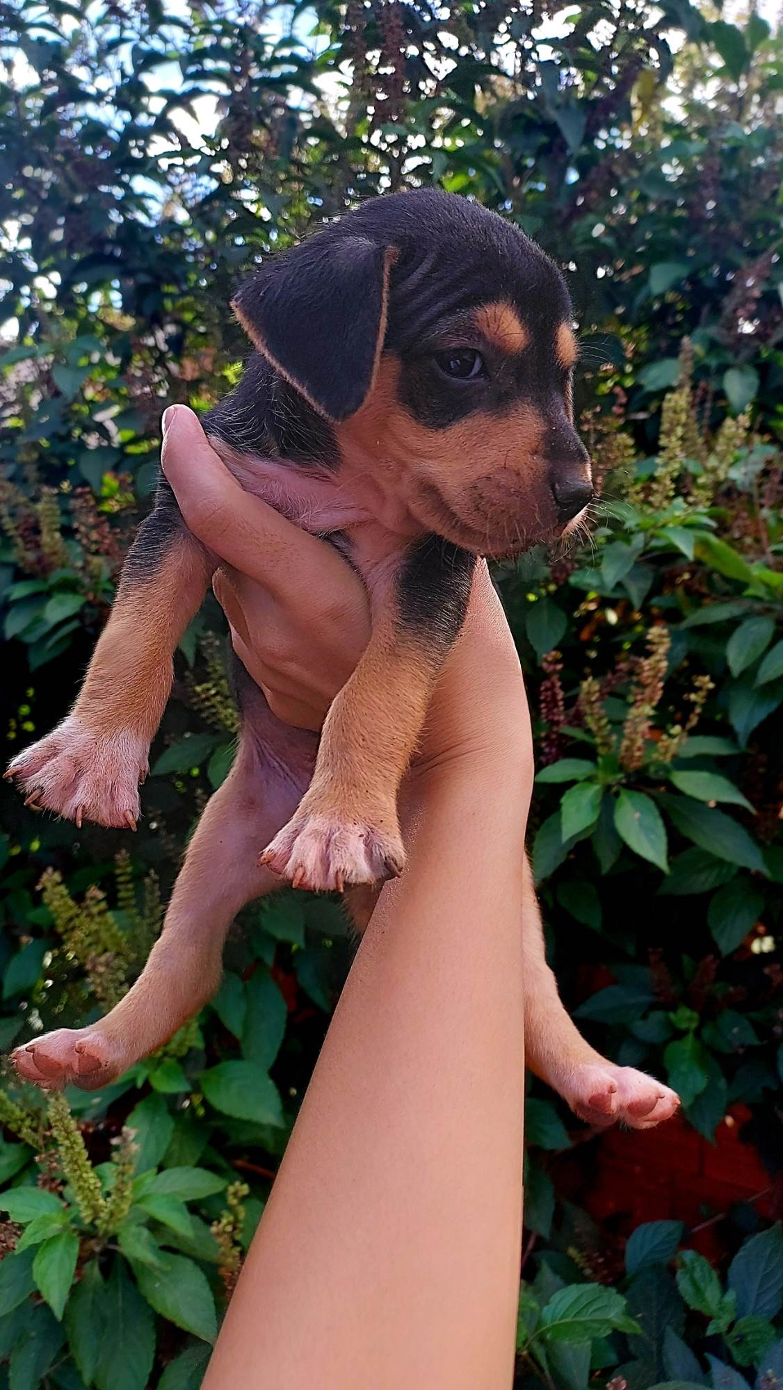 (CASO RESOLVIDO) Cachorrinhos filhotes  para adoção | foto 8