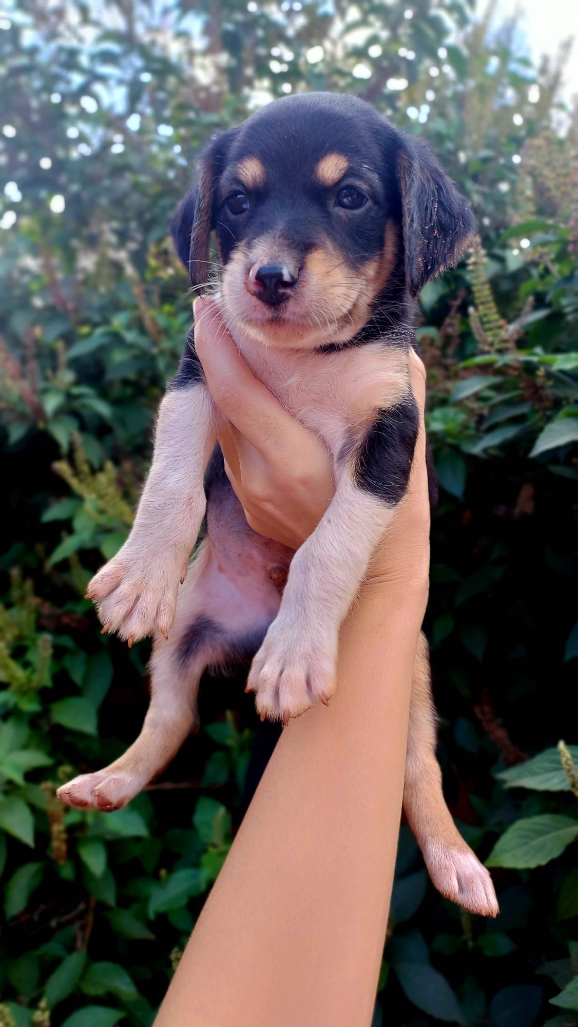 (CASO RESOLVIDO) Cachorrinhos filhotes  para adoção | foto 9