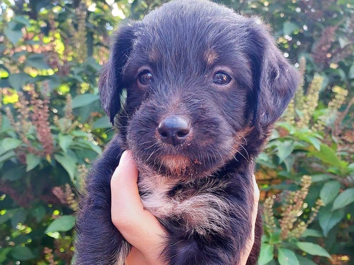 (CASO RESOLVIDO) Cachorrinhos filhotes  para adoção | foto 1