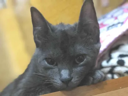 Gato SRD-ViraLata Pequeno 6-anos-Acima