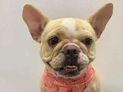 Cao Bulldog Medio 2-anos