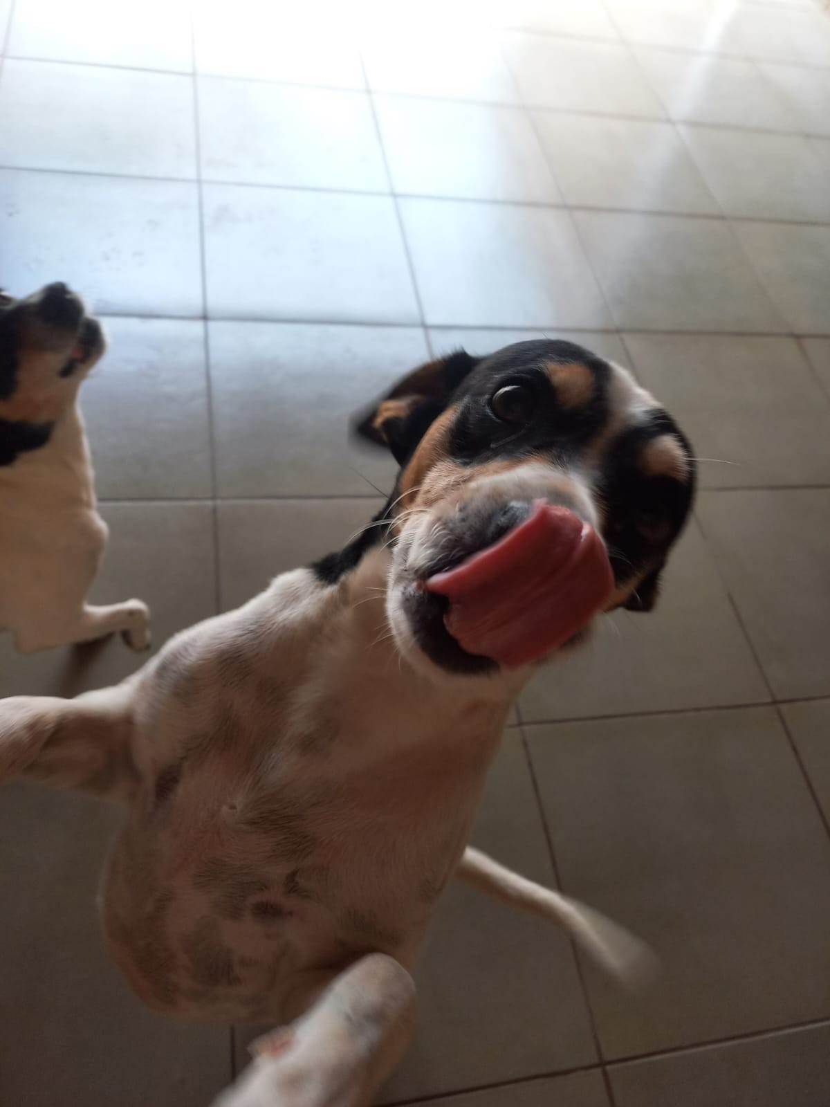 SNOOP  para adoção | foto 3