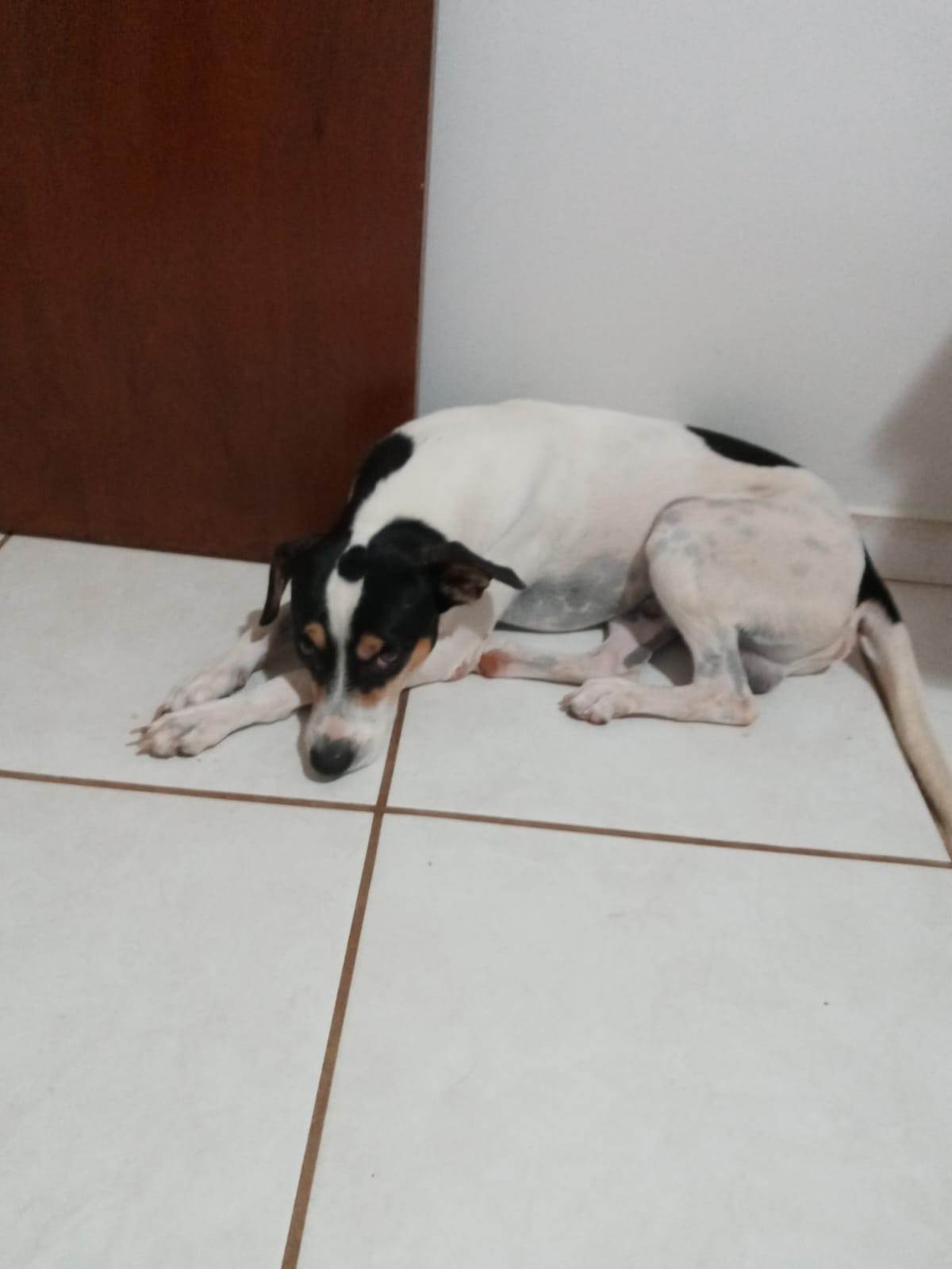 SNOOP  para adoção | foto 4