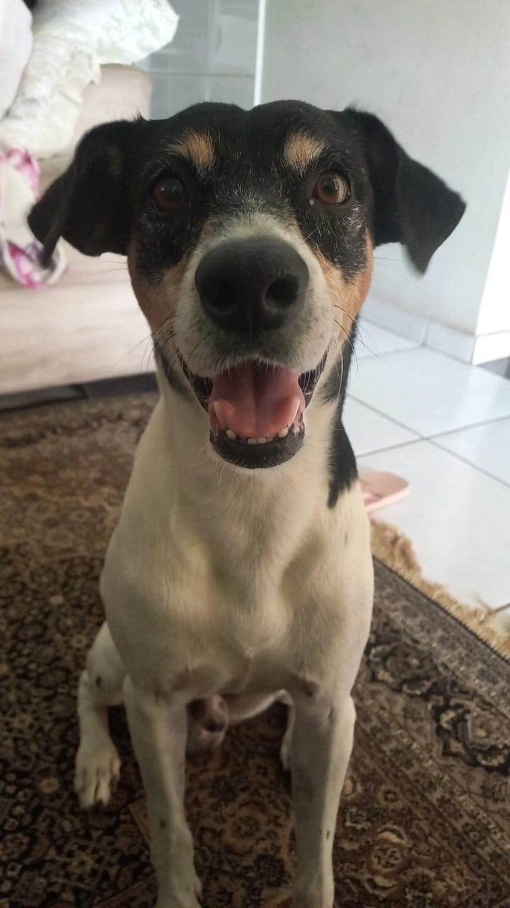 SPIKE  para adoção | foto 2