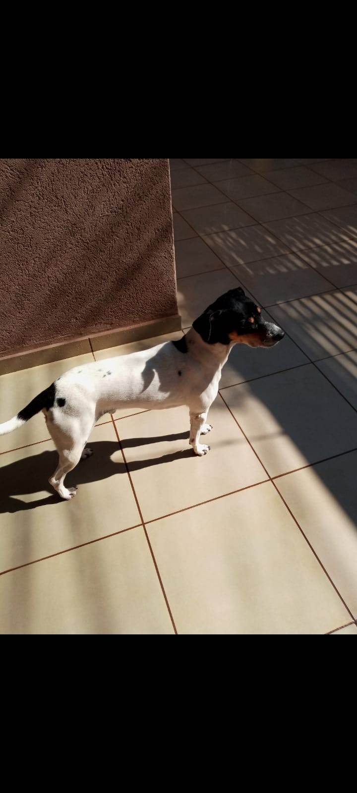 SPIKE  para adoção | foto 3