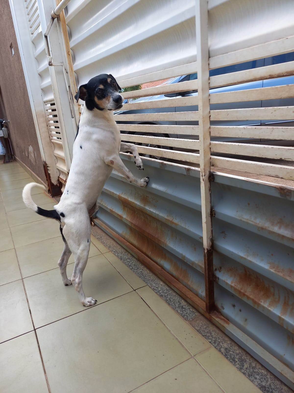 SPIKE  para adoção | foto 4
