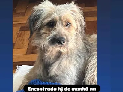 Cao SRD-ViraLata Medio 1-ano