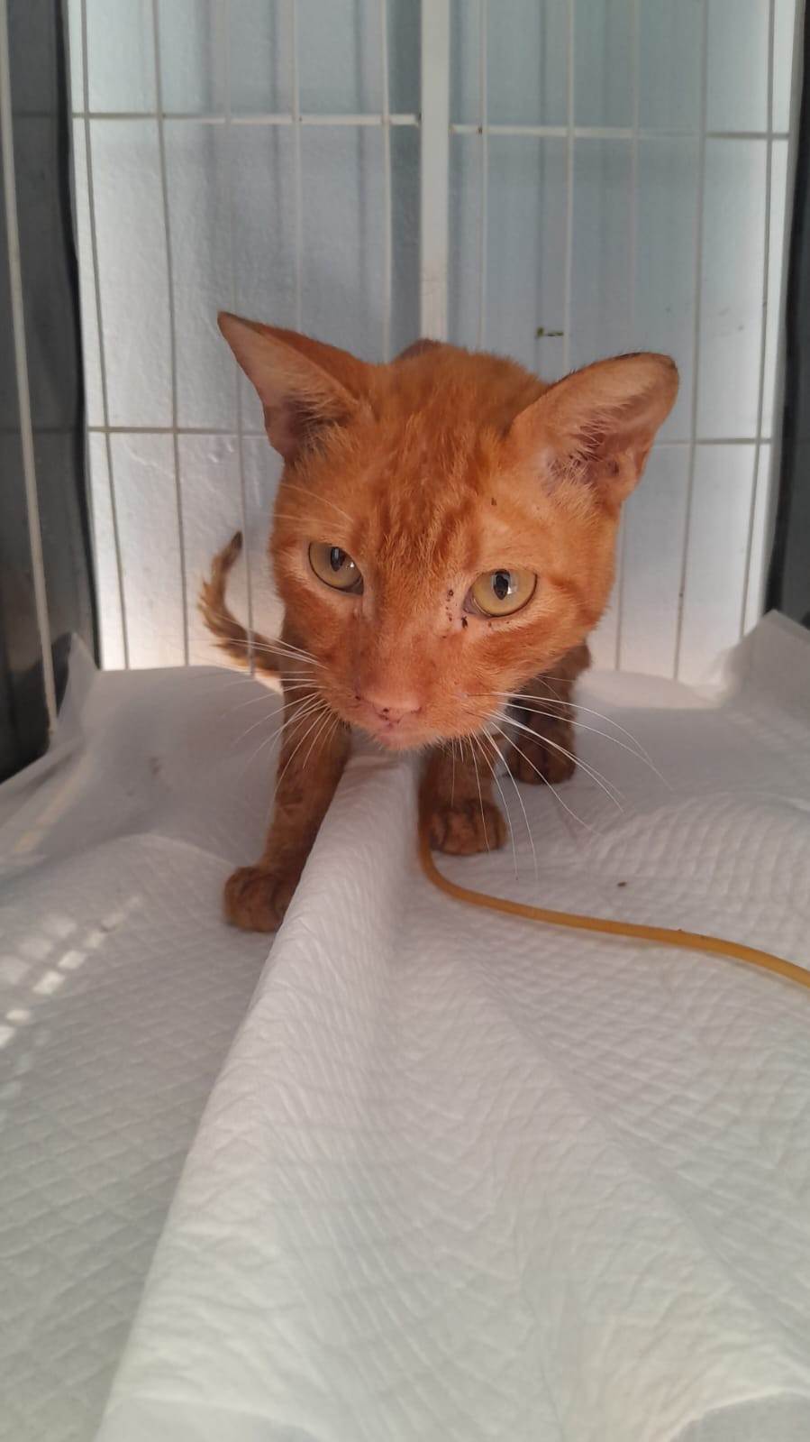 Daniel  para adoção | foto 4