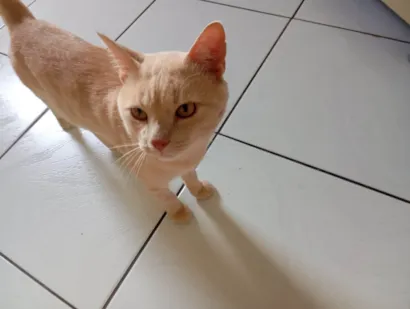 Gato SRD-ViraLata Medio 1-ano