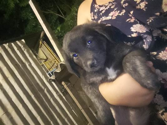 Cachorro cão para adoção Fêmea Médio  2 a 6 meses 