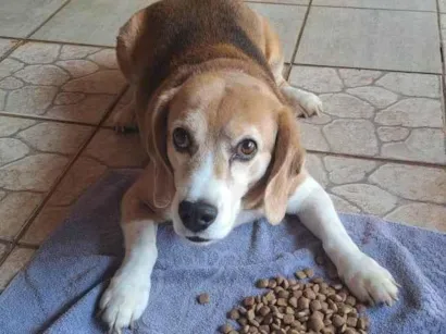 Cao Basset-Cofap Medio 6-anos-Acima