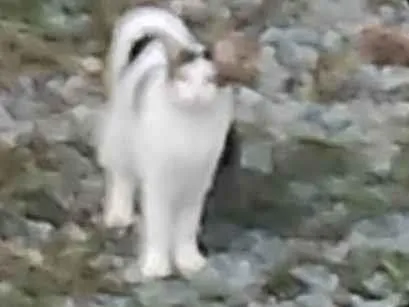 Gato SRD-ViraLata Medio 2-a-6-meses