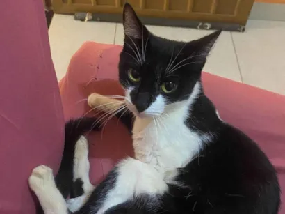 Gato SRD-ViraLata Pequeno 2-anos