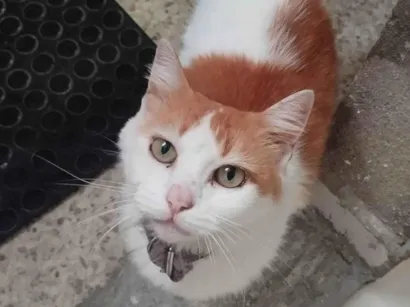 Gato SRD-ViraLata Pequeno 2-anos
