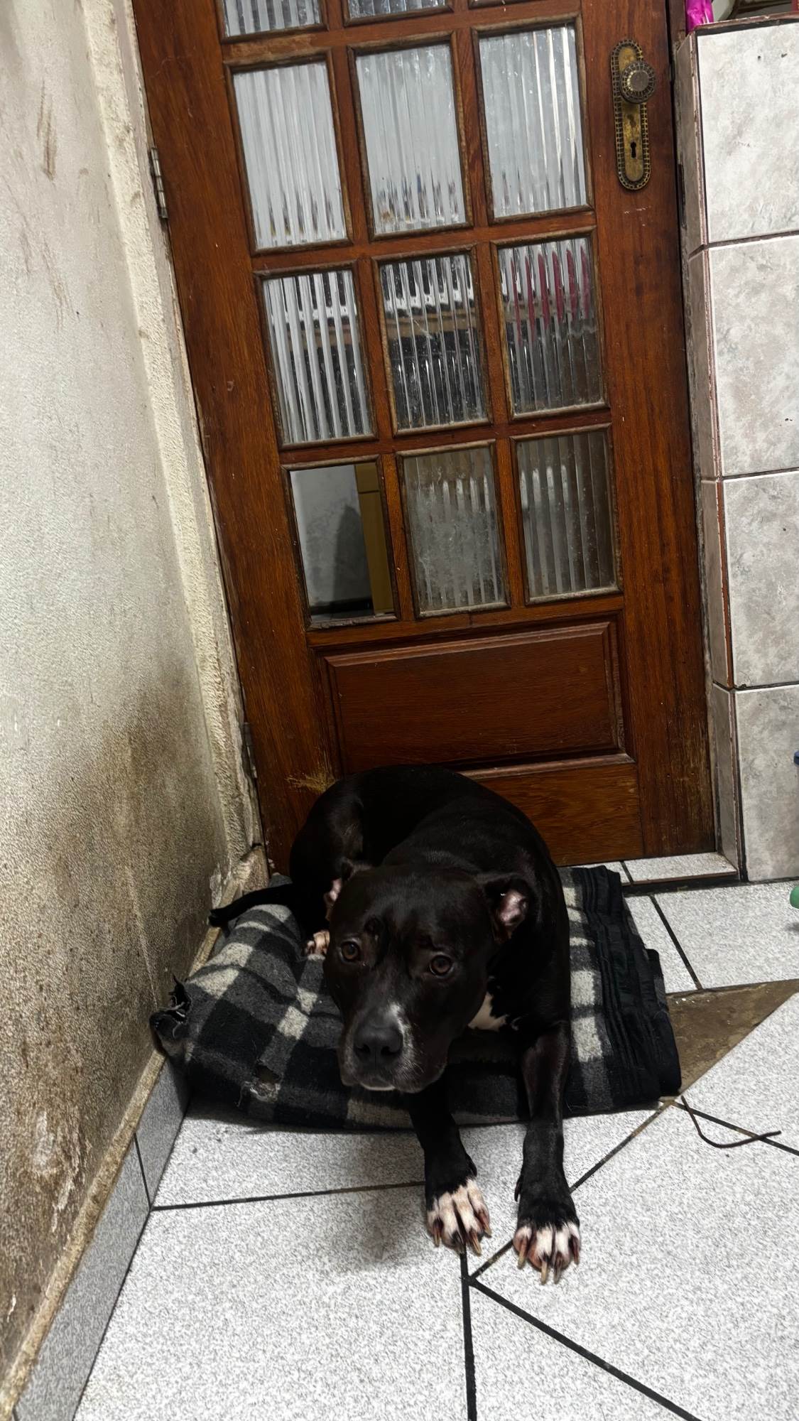 Belinha  para adoção | foto 3