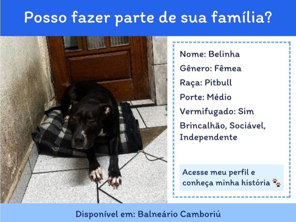 Belinha  para adoção | foto 1