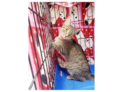 Gato SRD-ViraLata Pequeno 7-a-11-meses