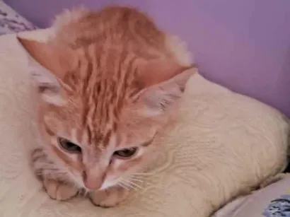 Gato SRD-ViraLata Medio 2-a-6-meses