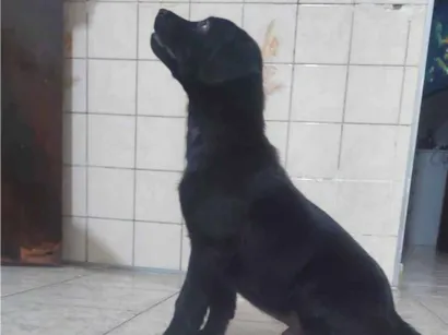 Cao Labrador Grande 2-a-6-meses