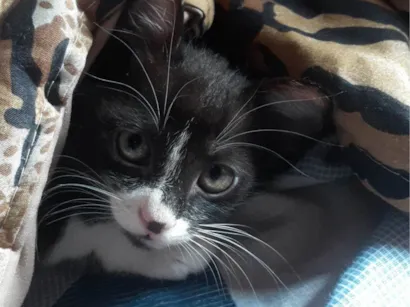 Gato SRD-ViraLata Pequeno 2-a-6-meses