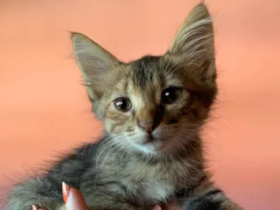 Gato SRD-ViraLata Pequeno 2-a-6-meses
