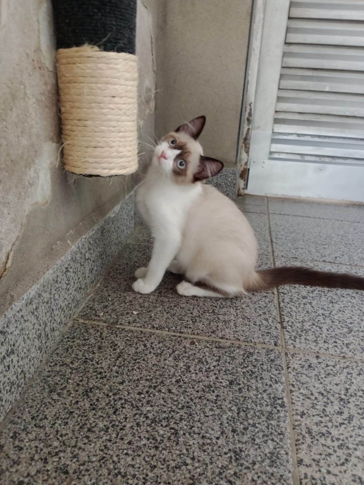 Vandinha  para adoção | foto 2