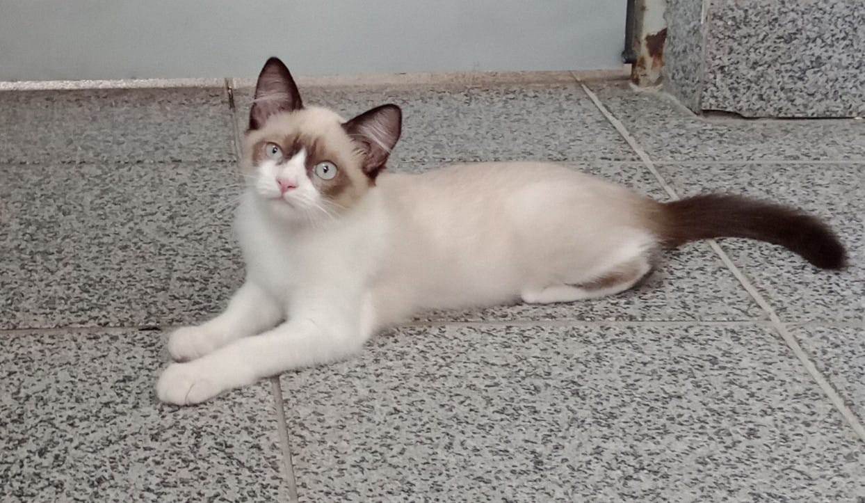 Vandinha  para adoção | foto 4