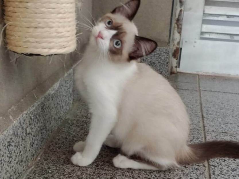 Vandinha  para adoção | foto 1