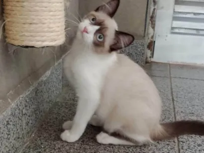 Gato SRD-ViraLata Pequeno 2-a-6-meses