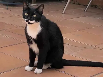 Gato SRD-ViraLata Pequeno 3-anos