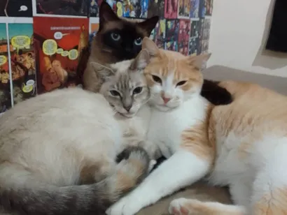 Gato SRD-ViraLata Medio 6-anos-Acima