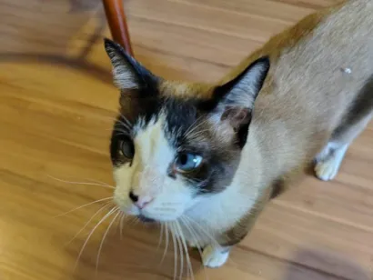 Gato SRD-ViraLata Pequeno 5-anos