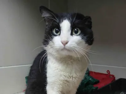 Gato SRD-ViraLata Medio 3-anos
