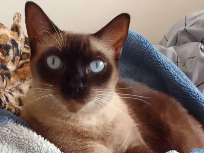 Gato SRD-ViraLata Medio 6-anos-Acima