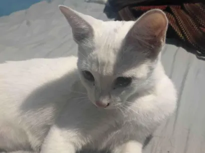 Gato SRD-ViraLata Pequeno 2-a-6-meses