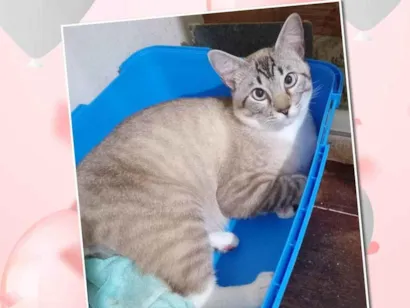 Gato SRD-ViraLata Pequeno 1-ano