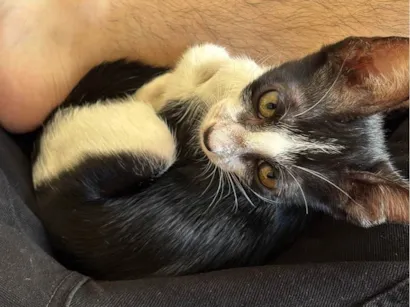 Gato SRD-ViraLata Pequeno 2-a-6-meses