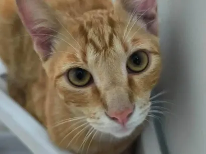 Gato SRD-ViraLata Pequeno 1-ano