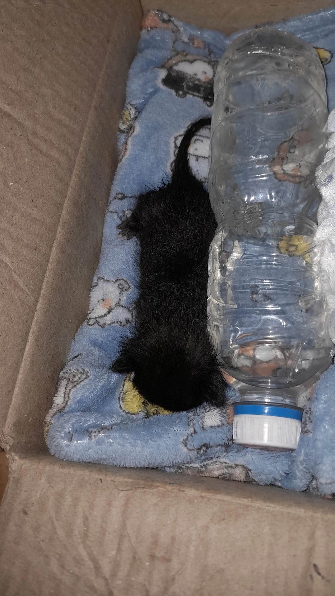 não tem   encontrada | foto 2